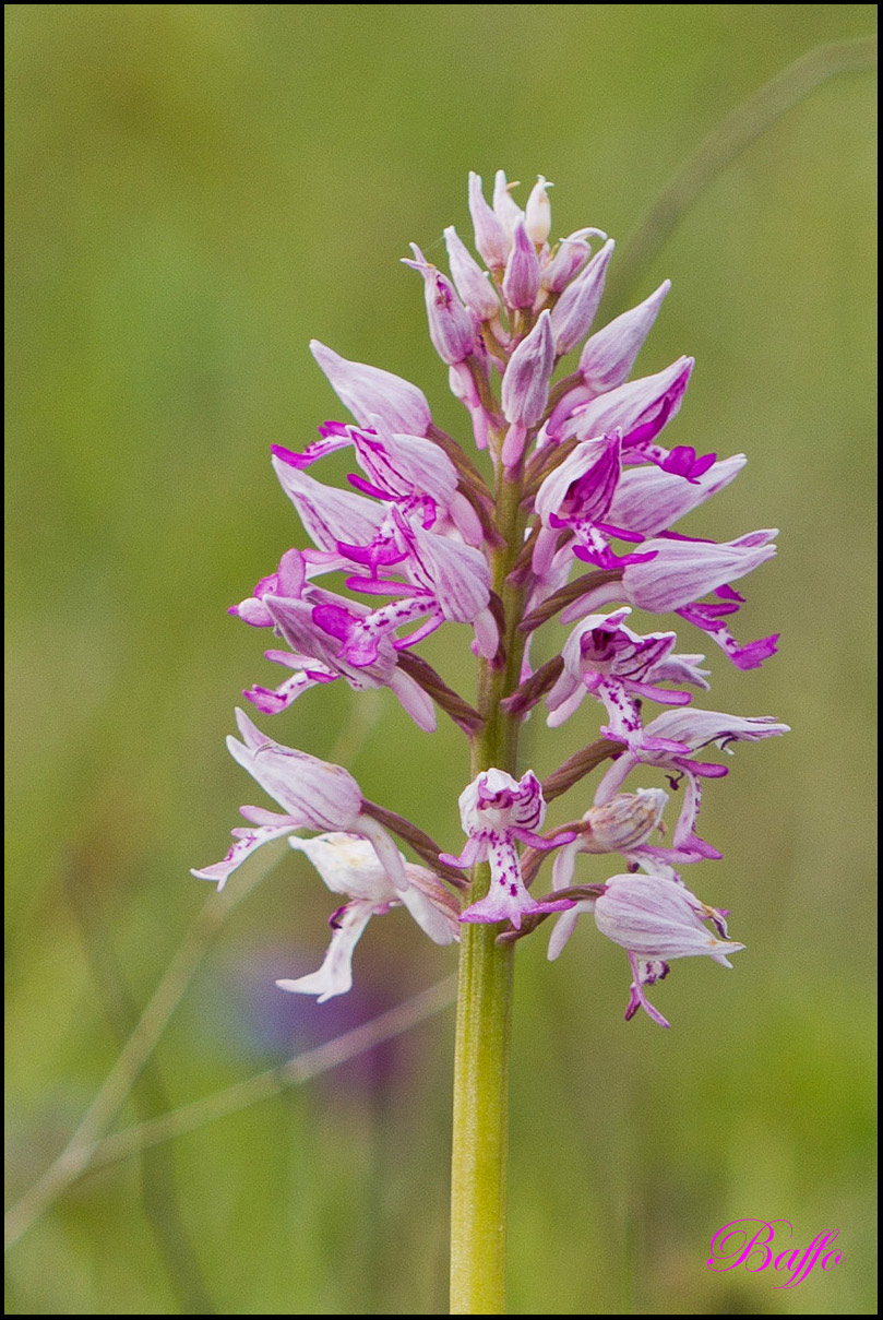 Orchis militaris / Orchidea militare